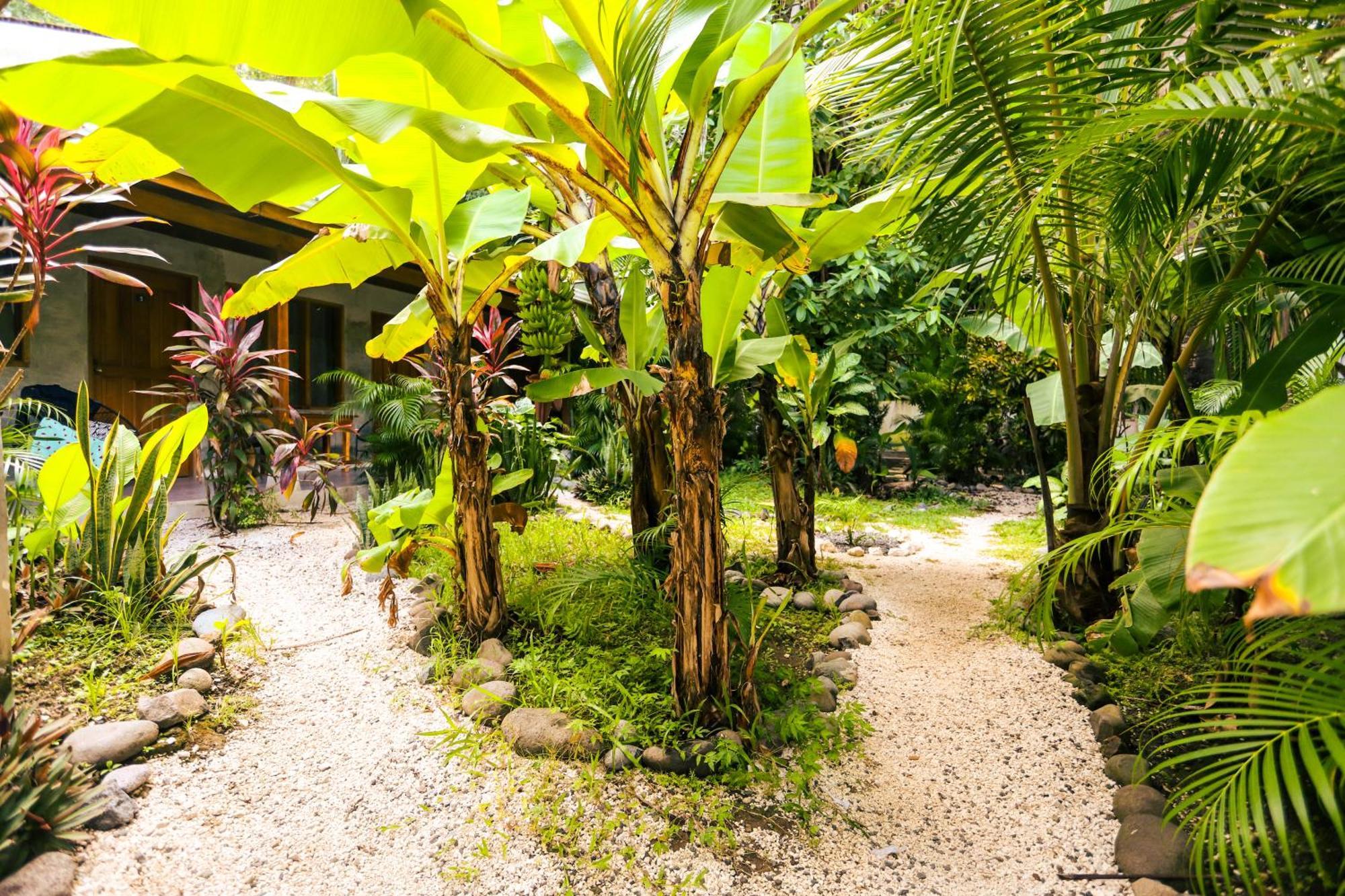 Cabinas Playa Surf Hostel Playa Santa Teresa  エクステリア 写真