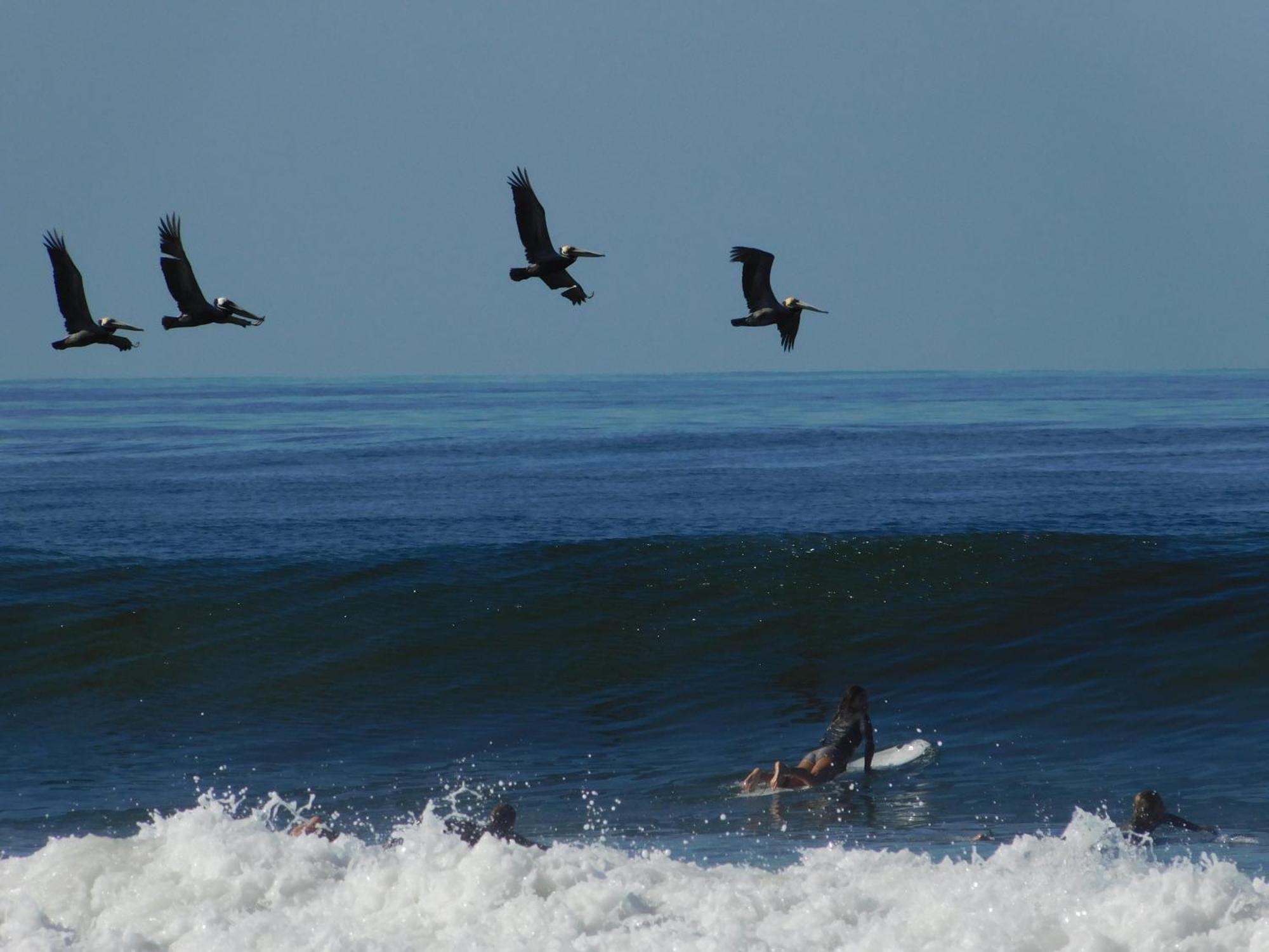 Cabinas Playa Surf Hostel Playa Santa Teresa  エクステリア 写真